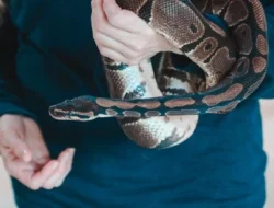 Arti Mimpi Membunuh Ular: Pertanda Baik atau Buruk?